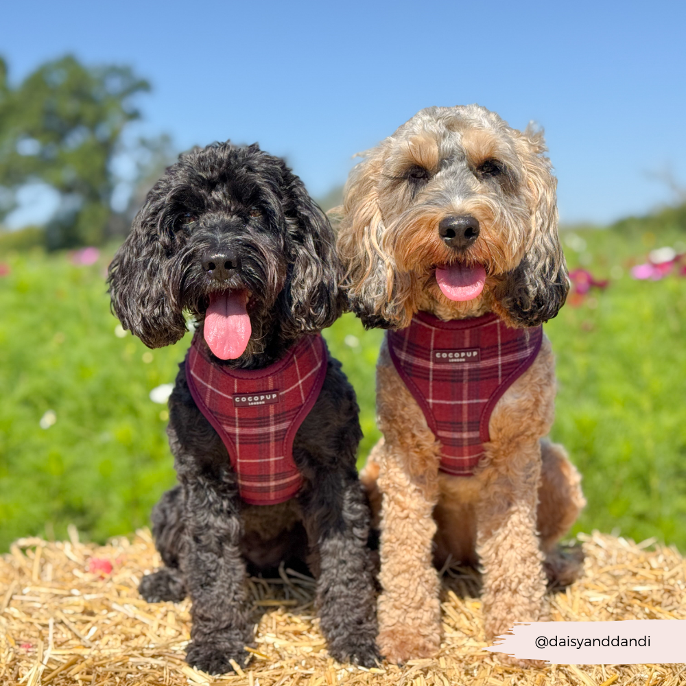 Cocopup London - Wholesale Pet Harness - Dog - Mulberry Plaid Adjustable Neck HARNESS20