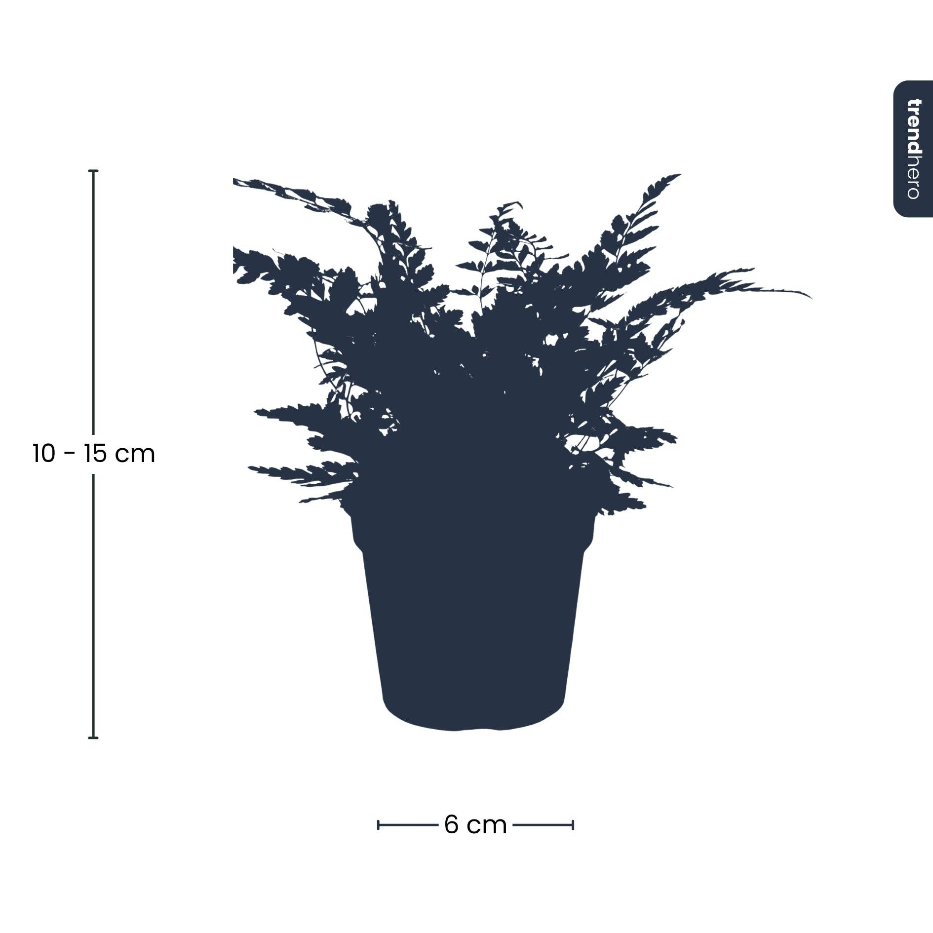 Trendhero.nl/b2b - Wholesale Live Plant - Fern - Athyrium spicatum - Terrarium plant4