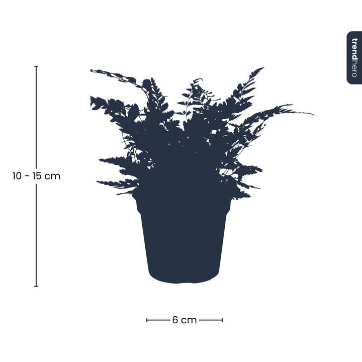 Trendhero.nl/b2b - Wholesale Live Plant - Fern - Athyrium spicatum - Terrarium plant4
