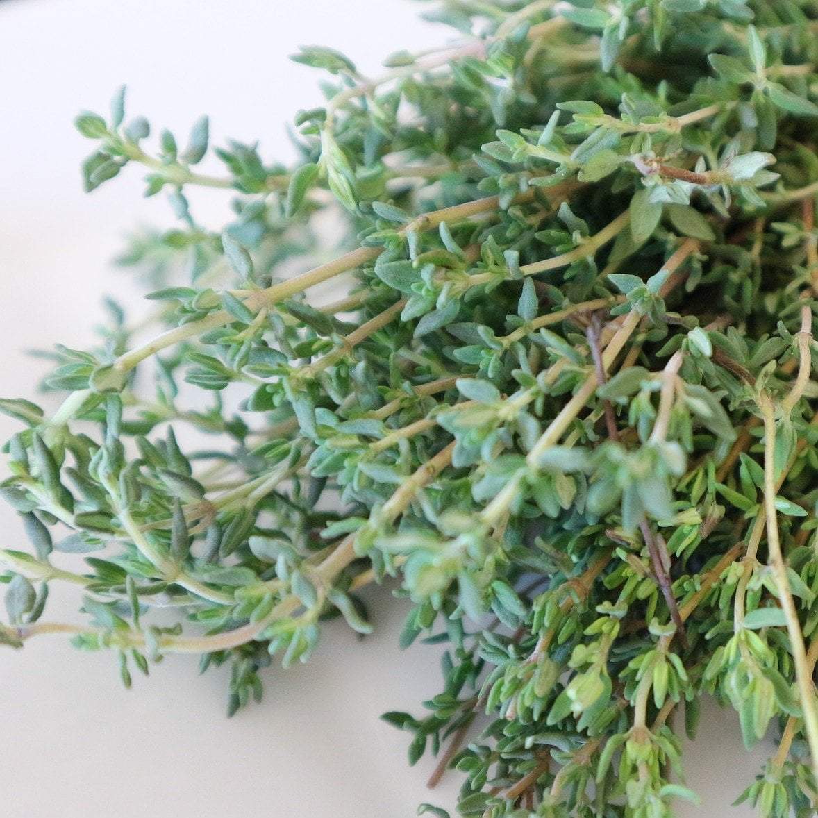 Sow True Seed - Wholesale Plant Seeds - Thyme Seeds - English, ORGANIC1