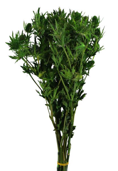 Concari.flores Preservadas - Wholesale Dried/Pressed Flowers - PRESERVED ERYNGIUM