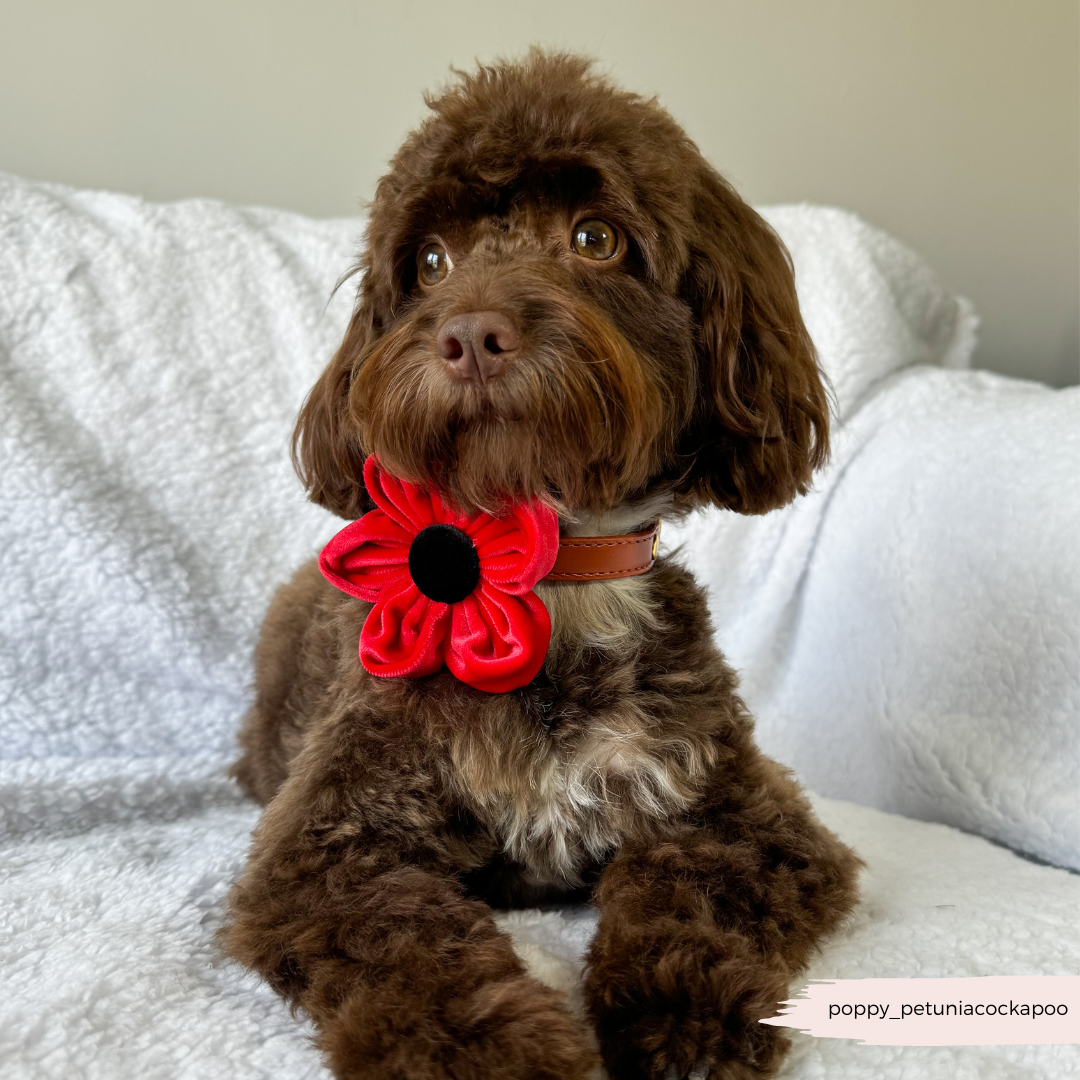 Cocopup London – wholesale Pet collar – Dog – Poppy Collar Flower4