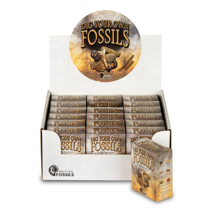 Pacchetto Scava i tuoi fossili per la vendita all'ingrosso da parte di British Fossils