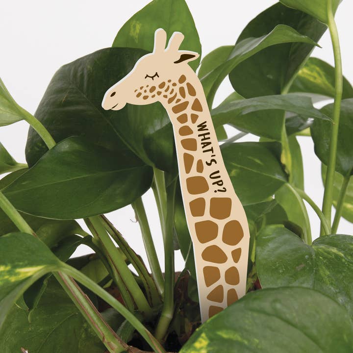 Quoi de neuf ? Plant Pal pour la vente par P. Graham Dunn