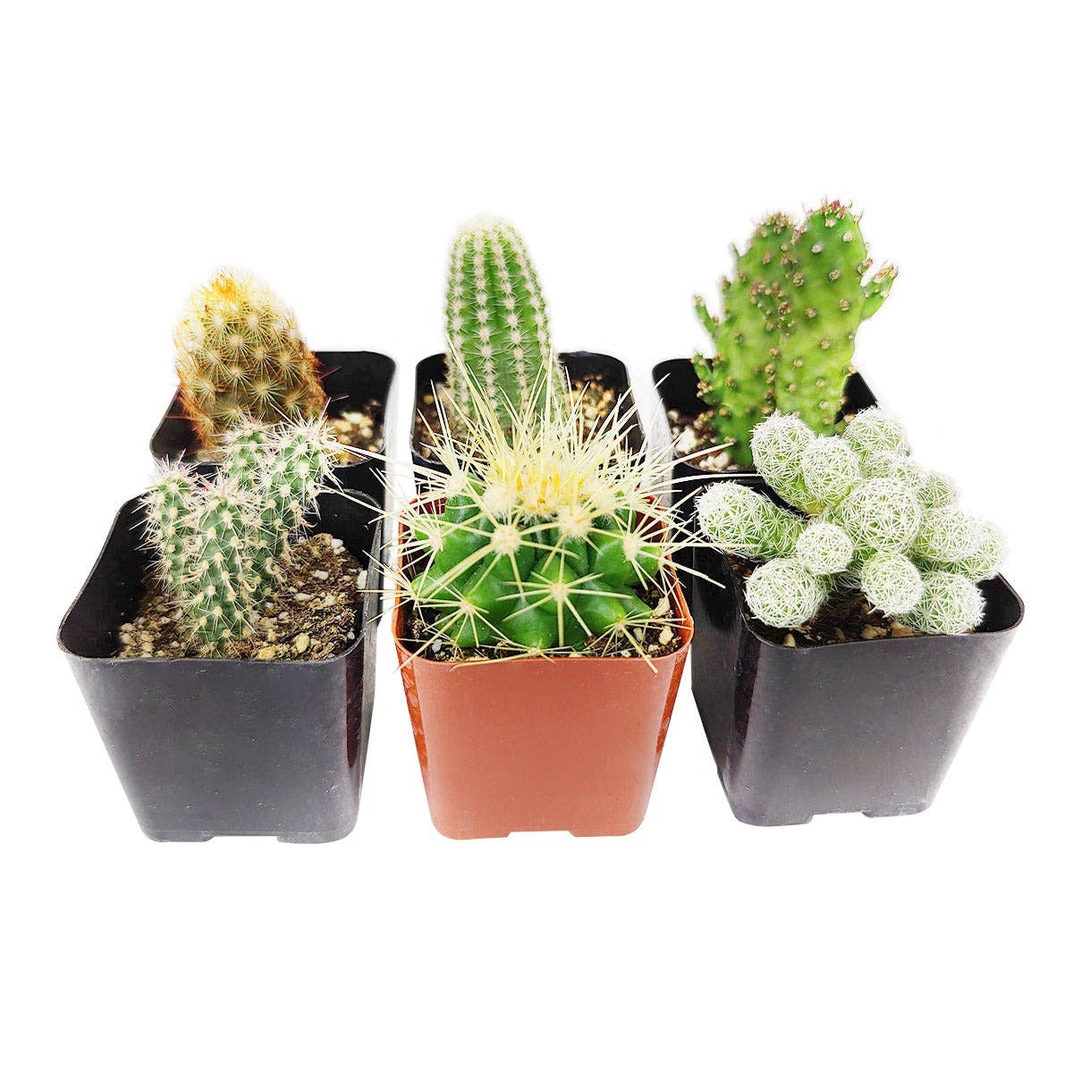 6-Pack Cactus Succulent Pack