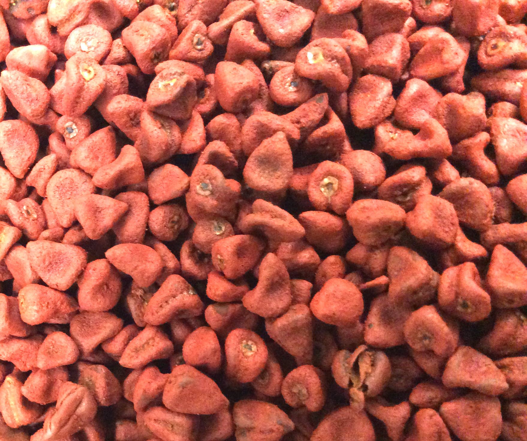 Pure Suds Co - Wholesale Plant Seeds - Annatto Seed, Whole2