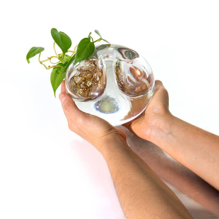 Sprouting Vase for wholesale by The Third Rooom