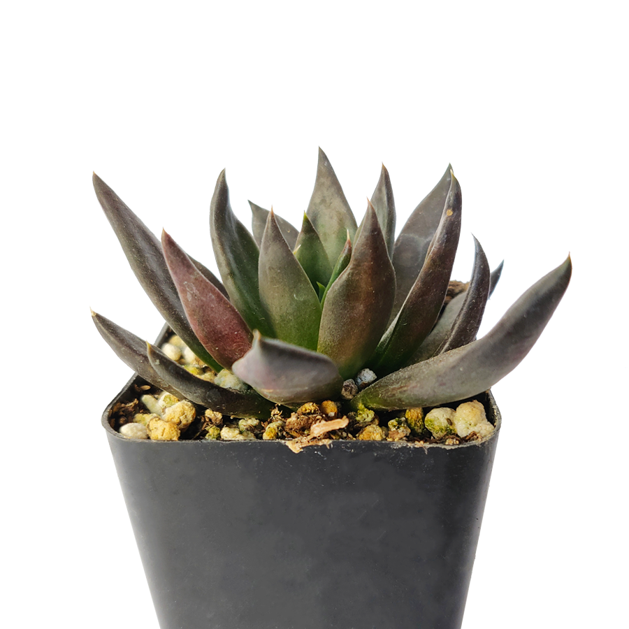 Best Plant Friend - Wholesale Succulent - Echeveria Black Knight, New Black 2/4" Plastic Pot8