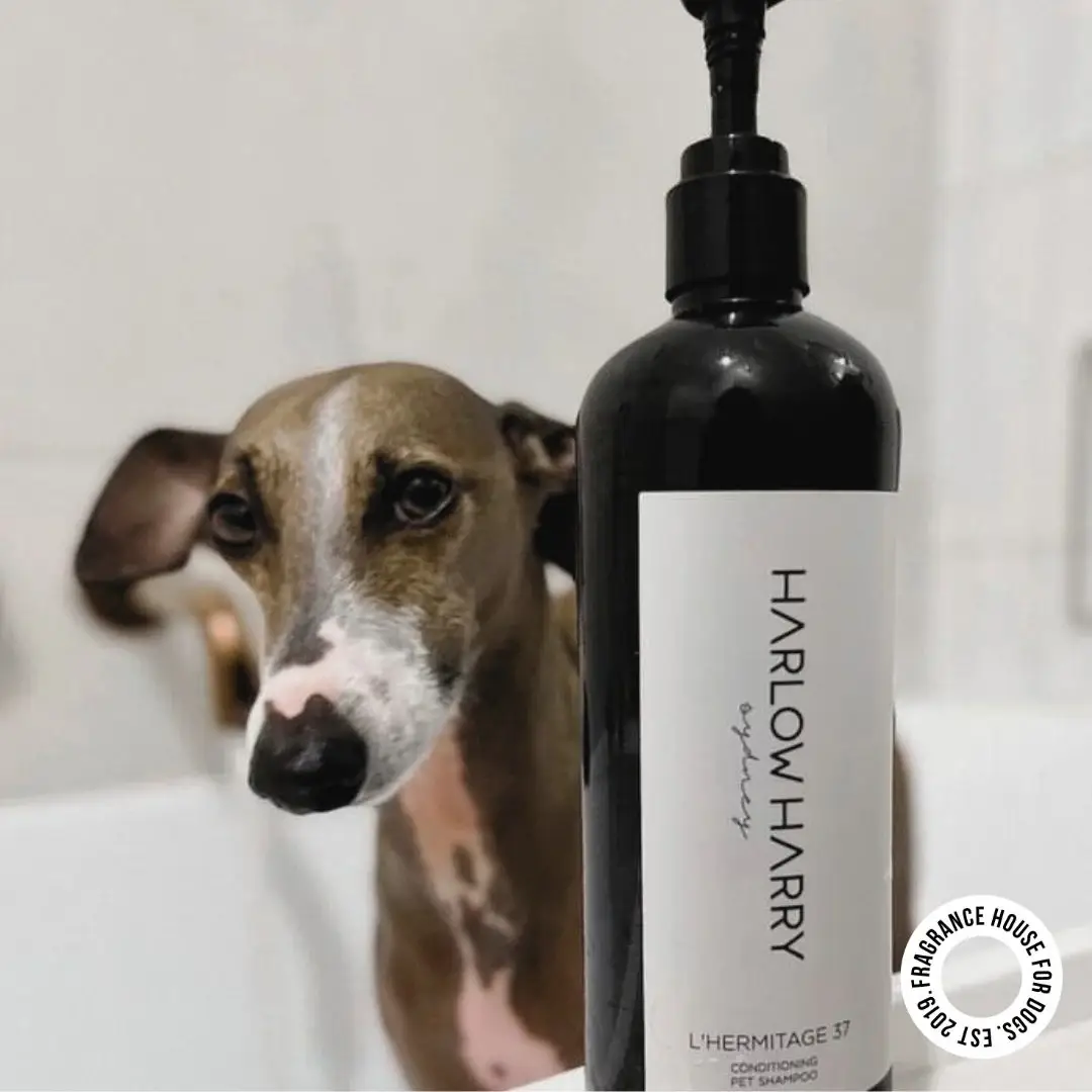 HARLOW HARRY - Wholesale Pet shampoo – Dog - 2-in-1 Conditioning Dog Shampoo | L'hermitage 371