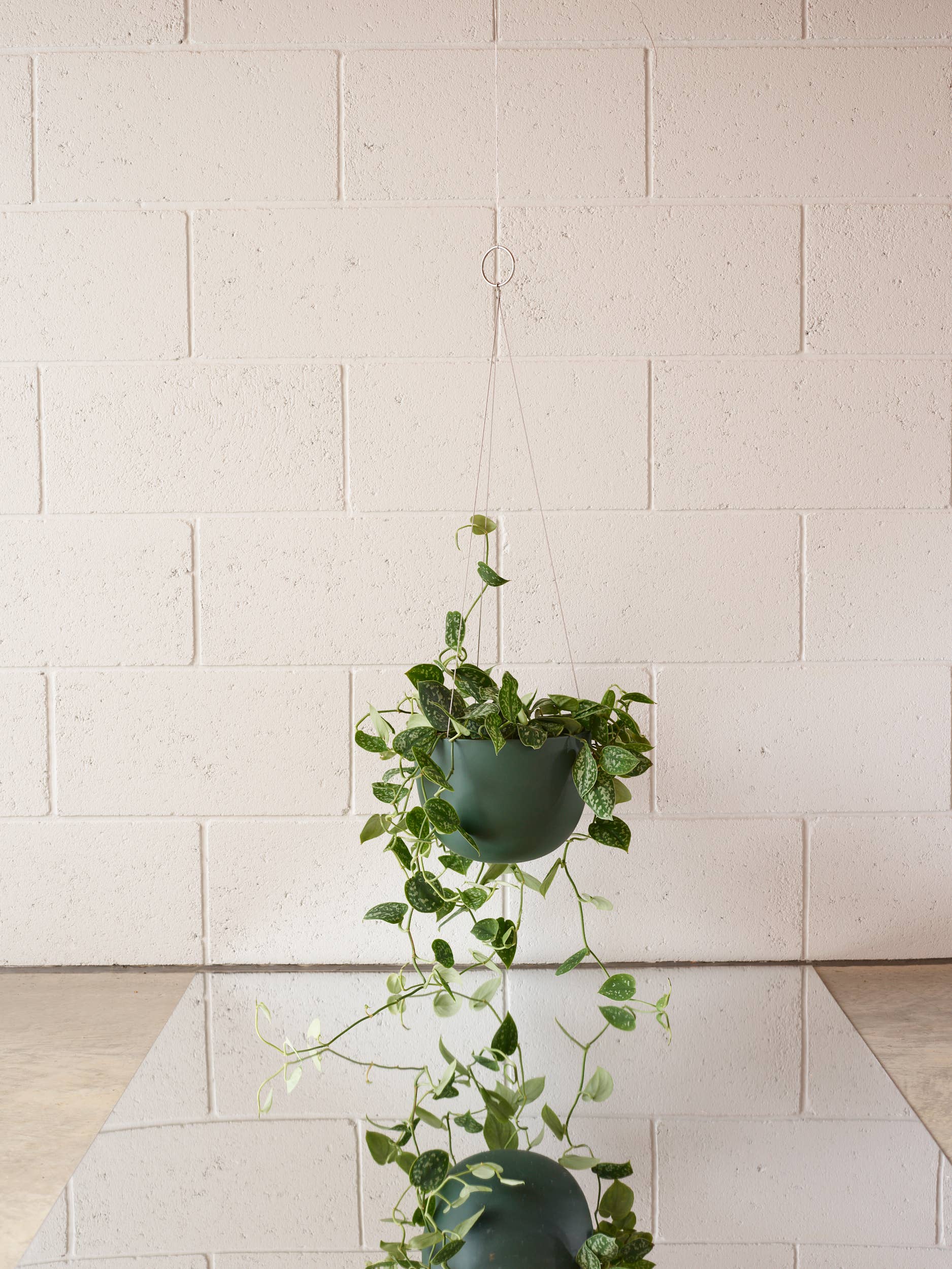 Aaron Probyn US - Wholesale Hanging Planter - CLIFTON hanging plant pot MEDIUM2