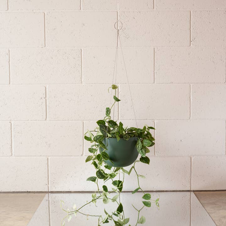 Aaron Probyn US - Wholesale Hanging Planter - CLIFTON hanging plant pot MEDIUM2