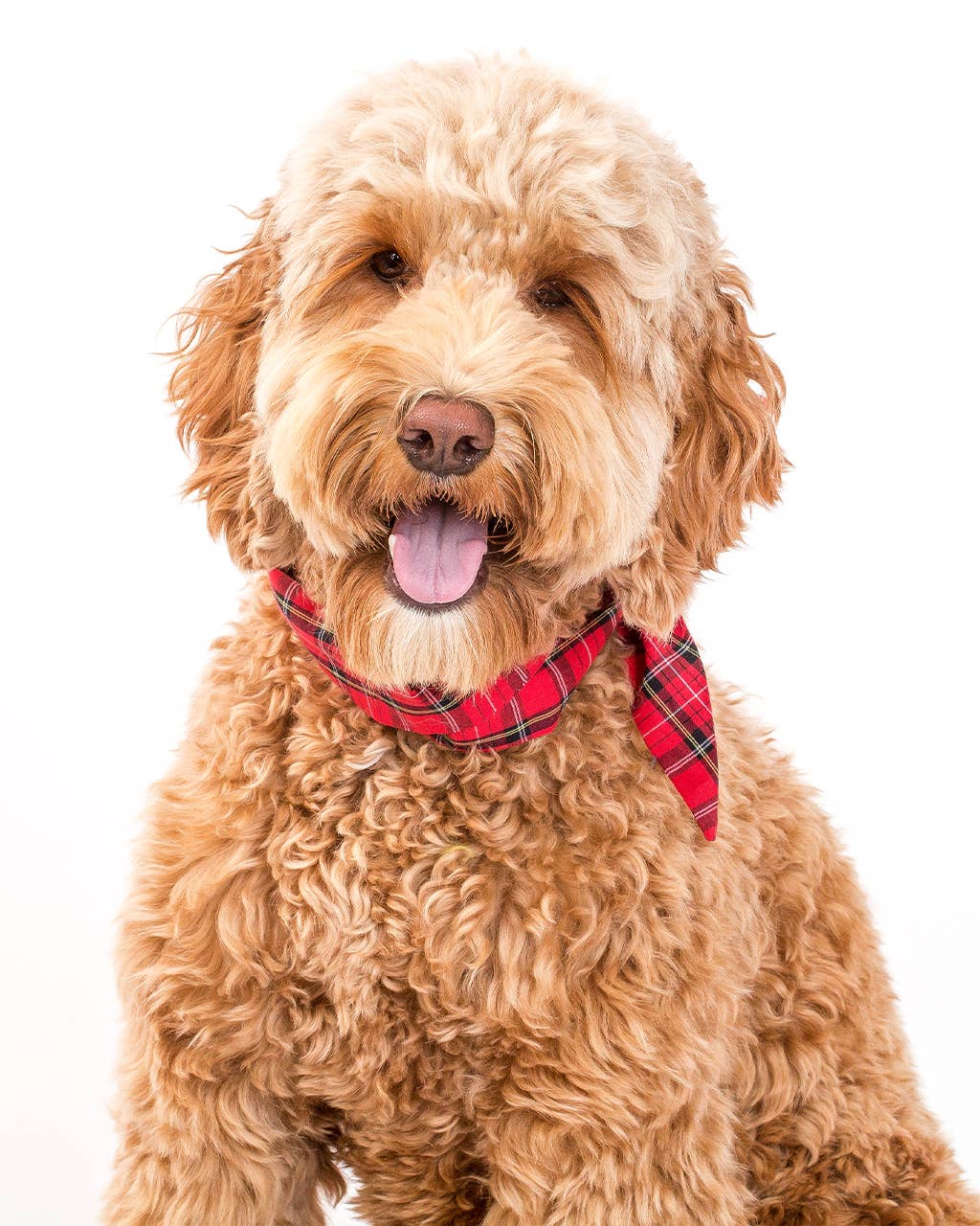 MODERNBEAST – Engroshandel Bandana - Hund – VINTERSLIPSE Ferie Kæledyrsslipse1