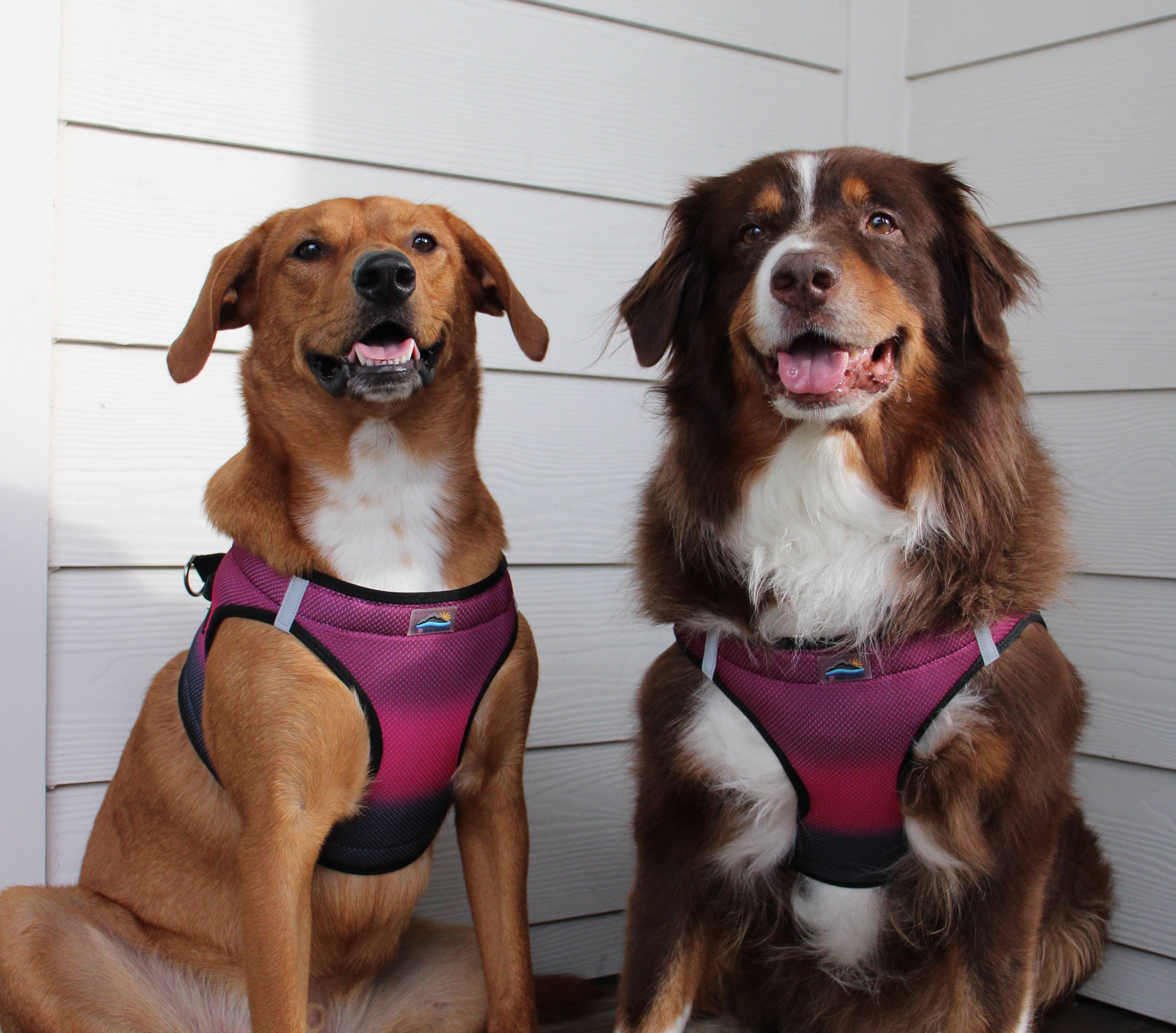 Doggie Design - Wholesale Pet Harness - Dog - American River Ombre Dog Harness - Sunset Pink3