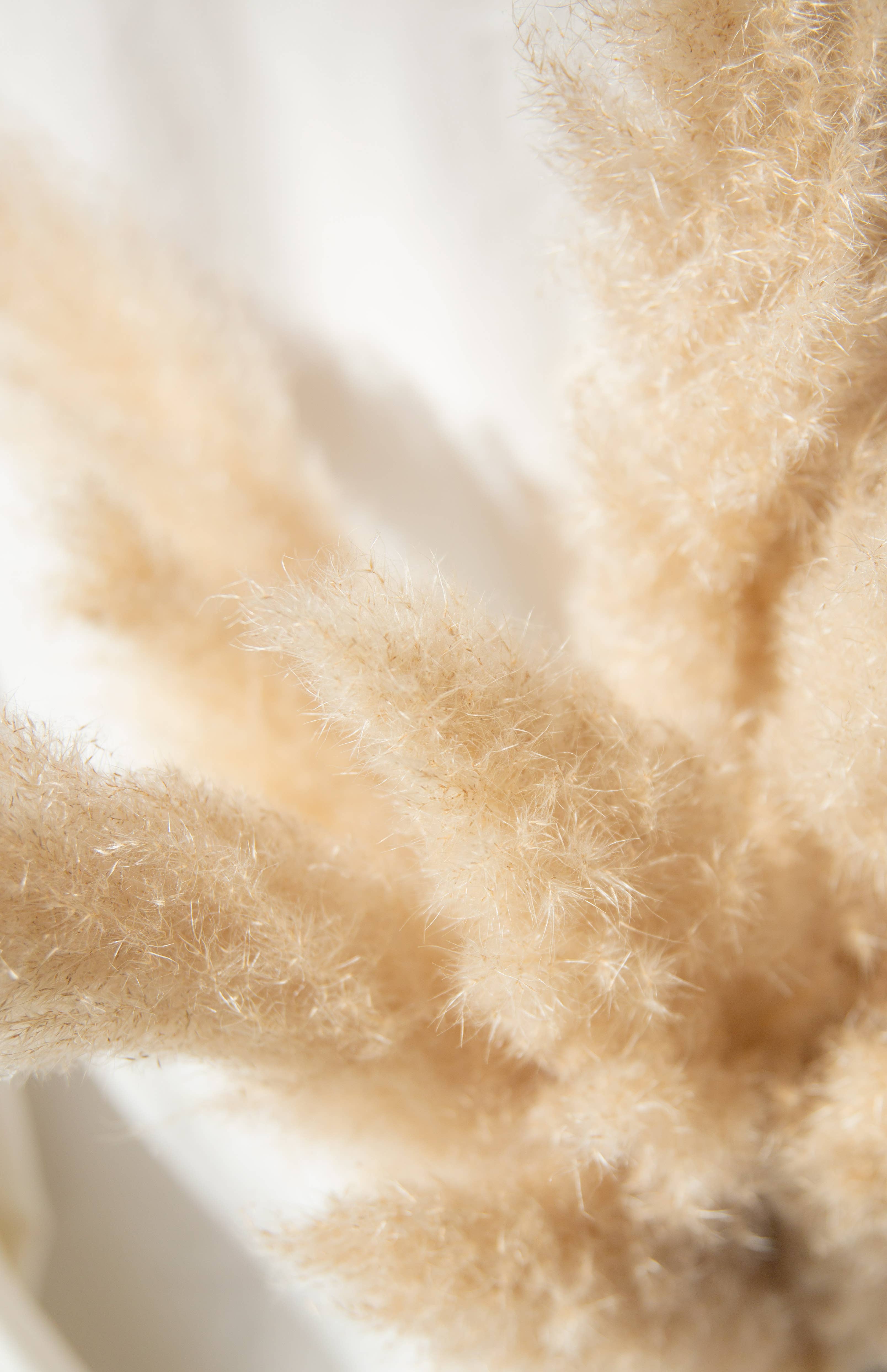 My pampa blooming – wholesale Torkade/pressade blommor – Mjukt naturligt torkat pampasgräs (naturlig färg) storlek L2