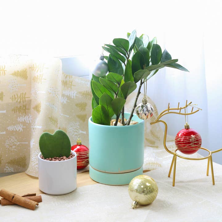 Best Plant Friend - Wholesale Live Plant - ZZ Plant - Zamioculcas Zamiifolia Houseplant - 4/6 inch Pot