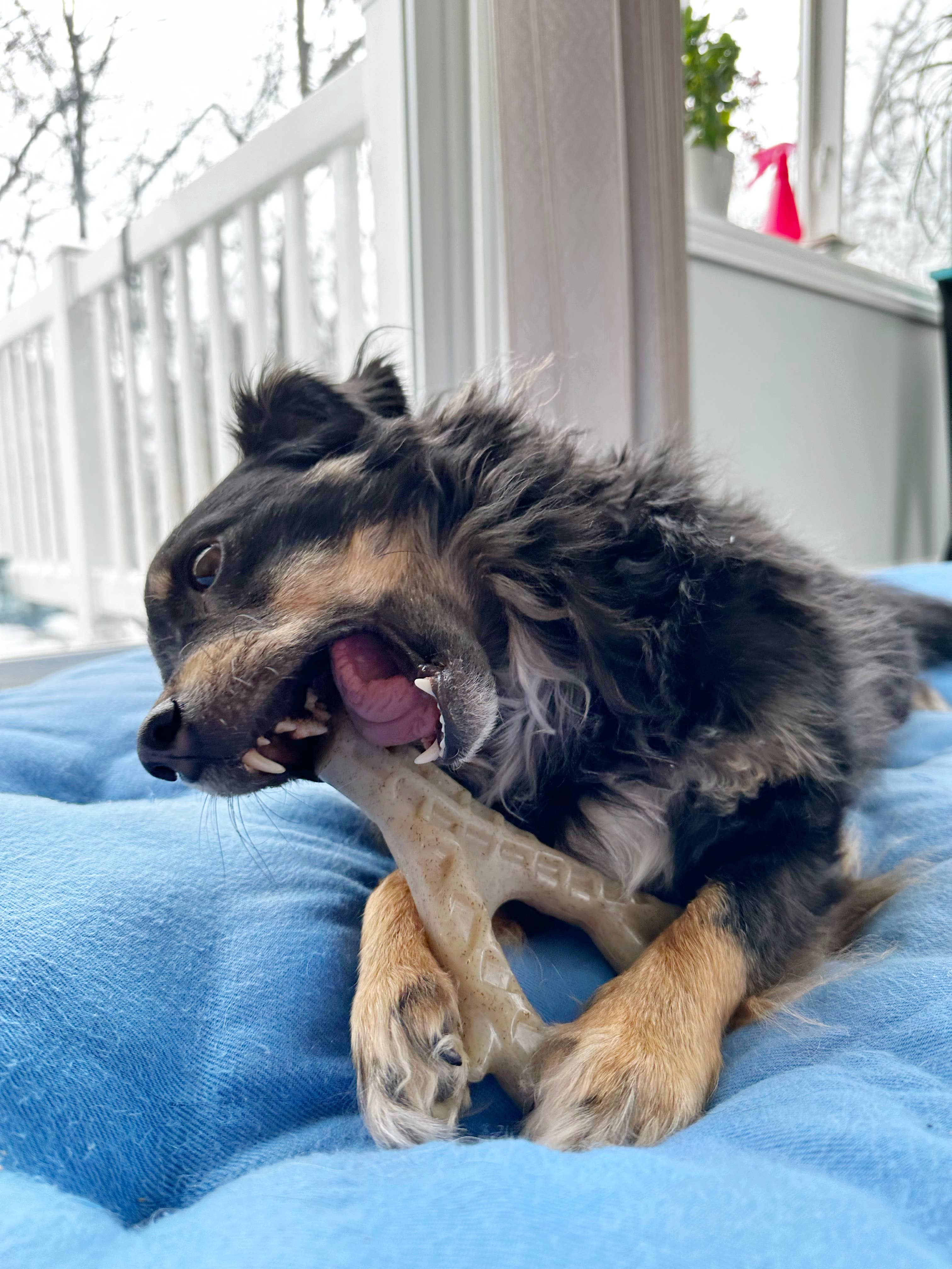 Spunky Pup – Großhandel Haustier-Kauspielzeug – Hund – Spunky Pup Nylon-Hartkaustangen mit Hühnchengeschmack – Hergestellt in den USA5