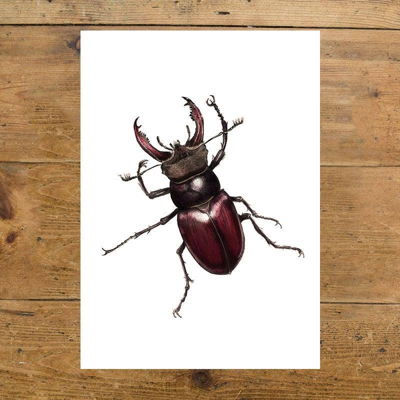 Hidden Planet - Wholesale Art print - Stag Beetle - A4 Print (portrait)2