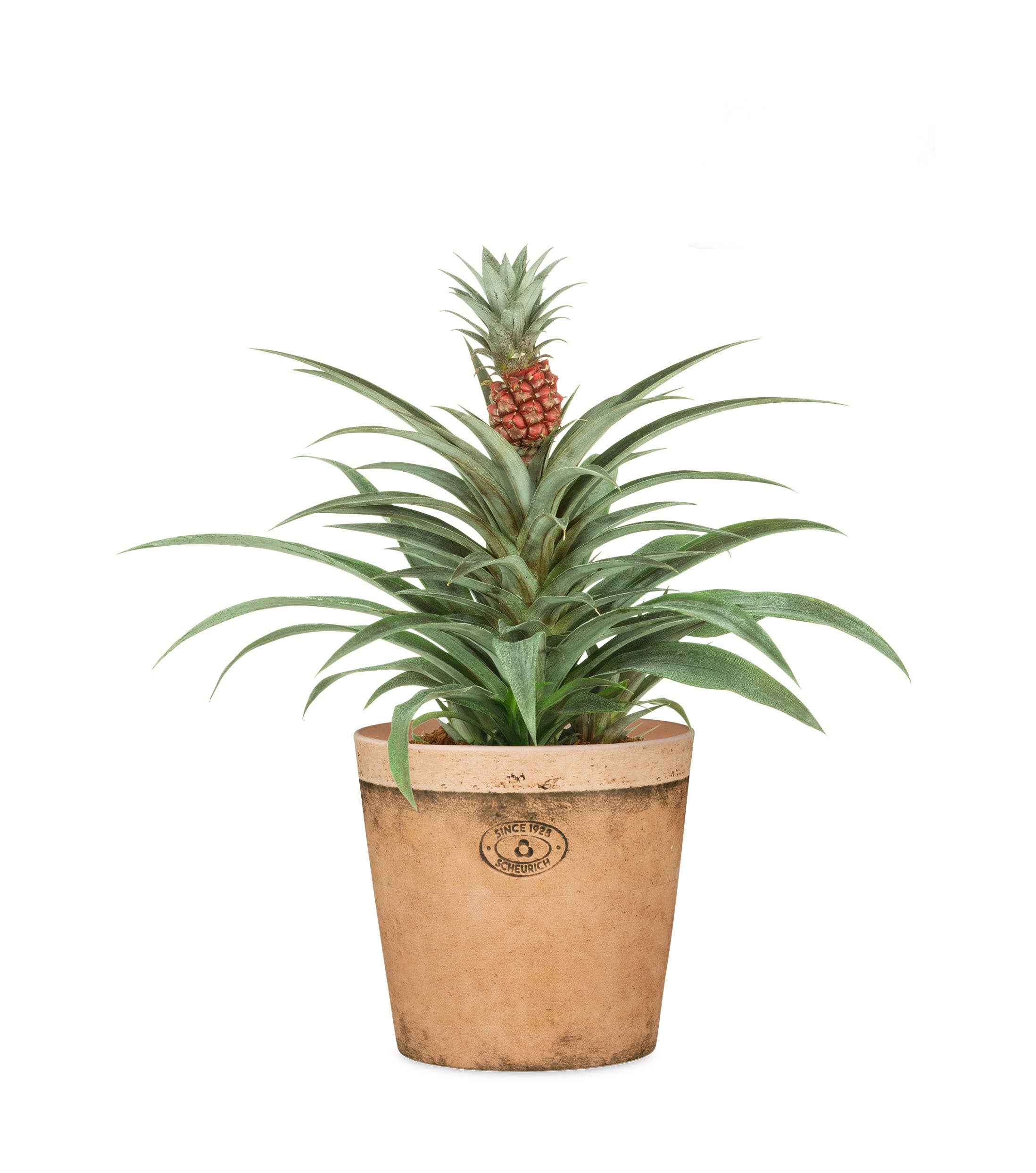 Scheurich - Wholesale Plant Pot - Cork Style 778 ceramic flower pot/planter7