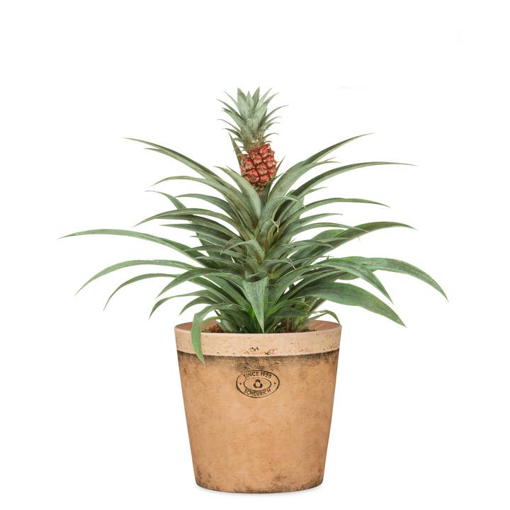 Scheurich - Wholesale Plant Pot - Cork Style 778 ceramic flower pot/planter7