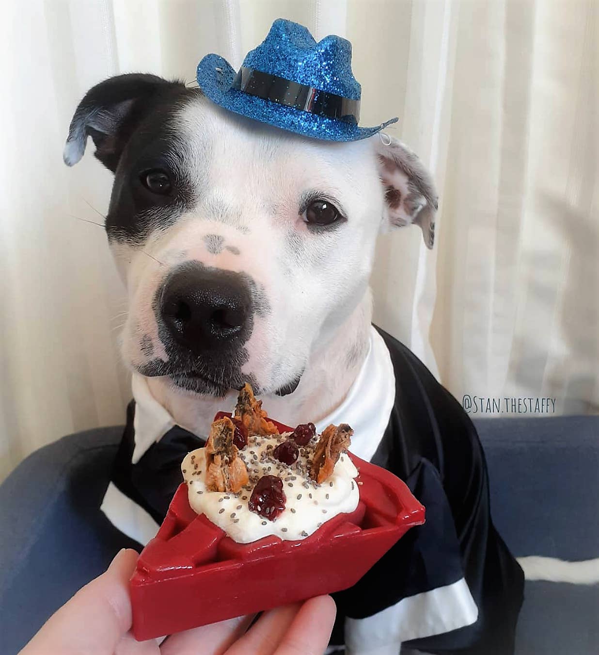 SodaPup Dog Toys - Wholesale Pet Chew Toy - Dog - Cherry Pie Durable Nylon Dog Chew Toy and Treat Holder6