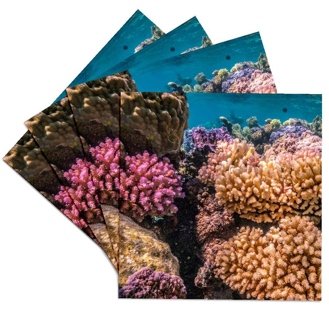 3dRose - Wholesale Coasters - 3dRose, French Polynesia, Bora Bora. Closeup coral garden., Coaster0