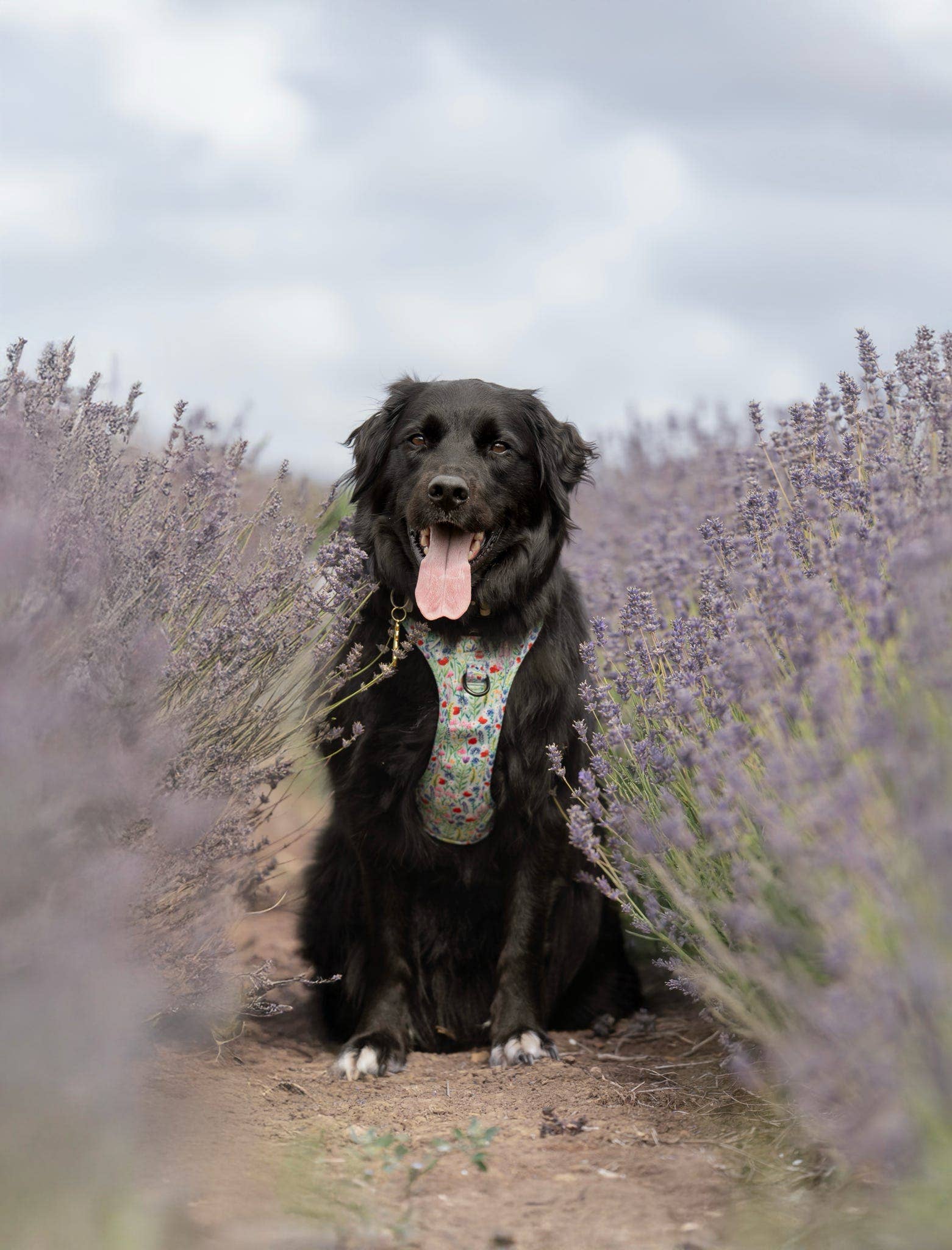The aDoraBle Pooch Company - Wholesale Tuig voor huisdieren - Hond - Hike & Go Lite™ Harnas - Wildflower Meadow18