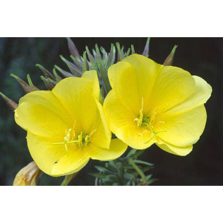 Zia Zensations Inc. – wholesale Bath/body oil – Evening Primrose Carrier Oil