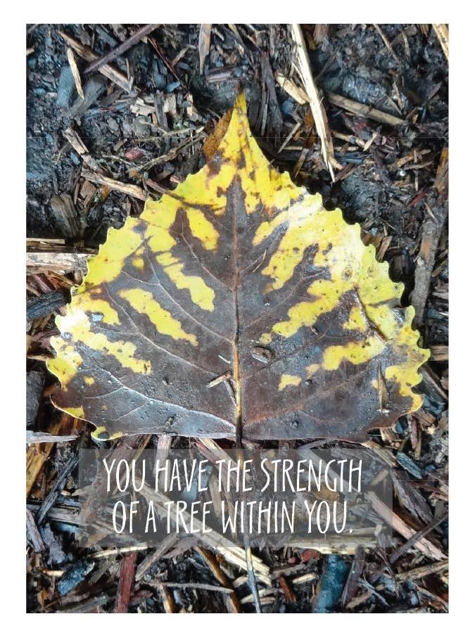 Árvore dentro - cartão comemorativo por atacado de Ampersand Cards