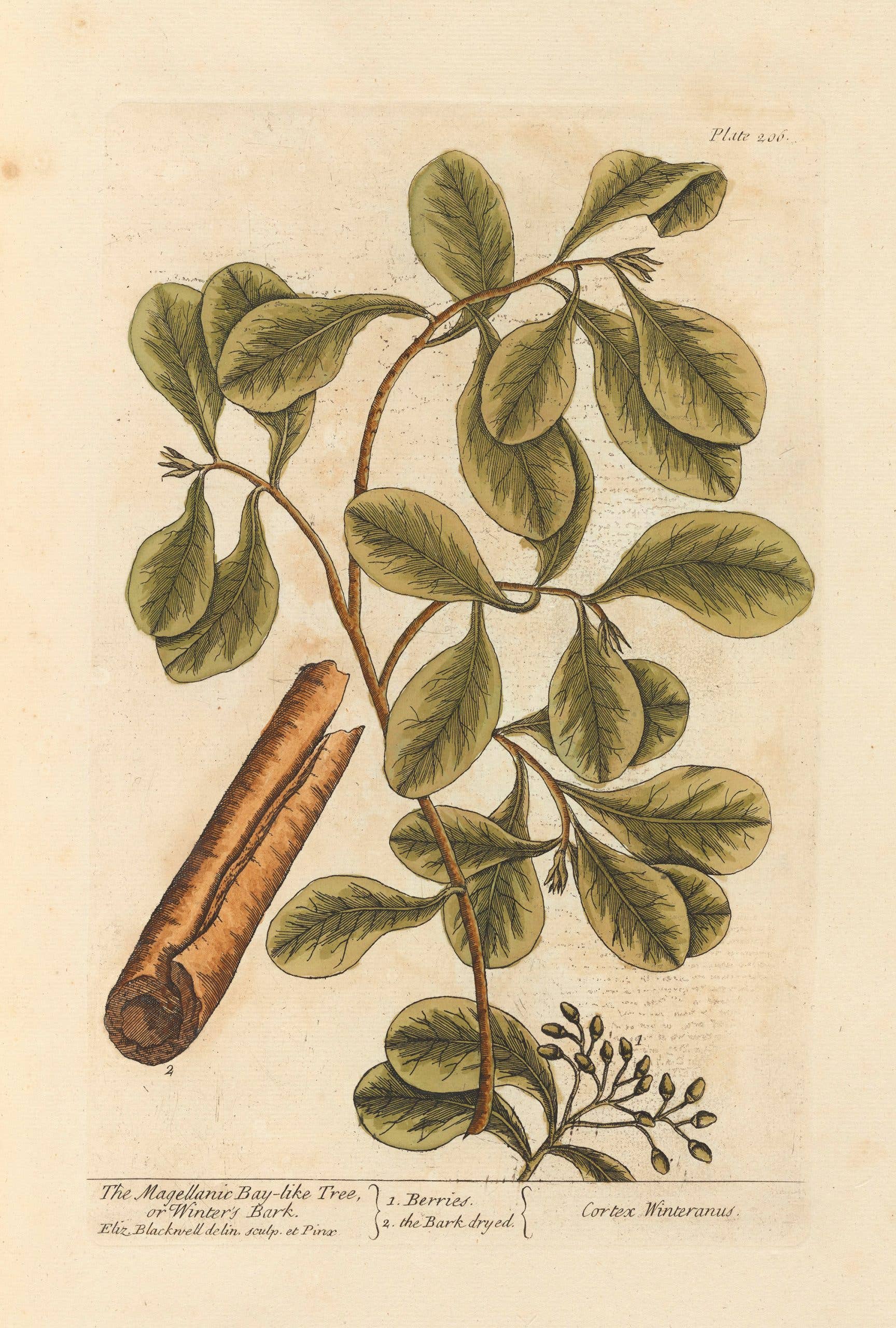 Madison Bay Co. - Historical Home Decor Reproductions - Vendita all'ingrosso Stampa artistica - Corteccia d'Inverno Stampa Botanica Vintage Invernale6