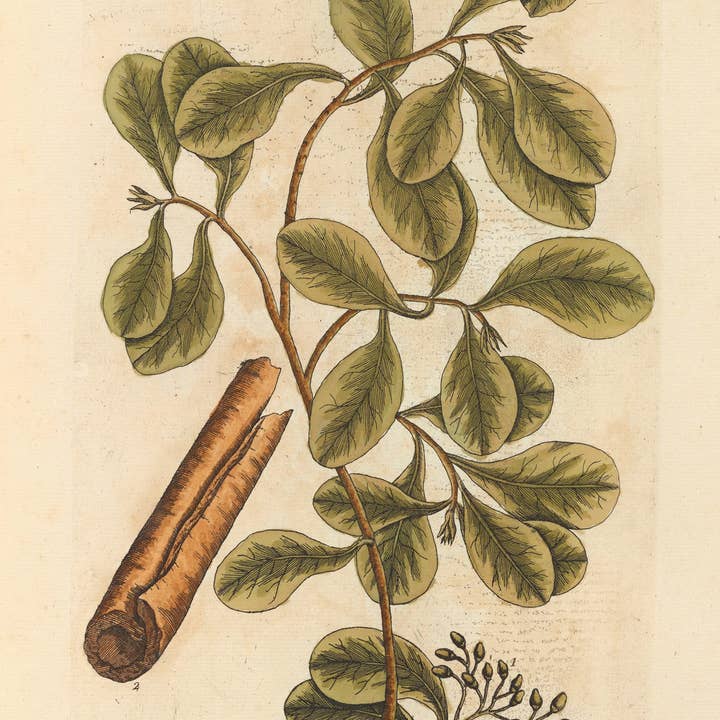 Madison Bay Co. - Historical Home Decor Reproductions - Vendita all'ingrosso Stampa artistica - Corteccia d'Inverno Stampa Botanica Vintage Invernale6