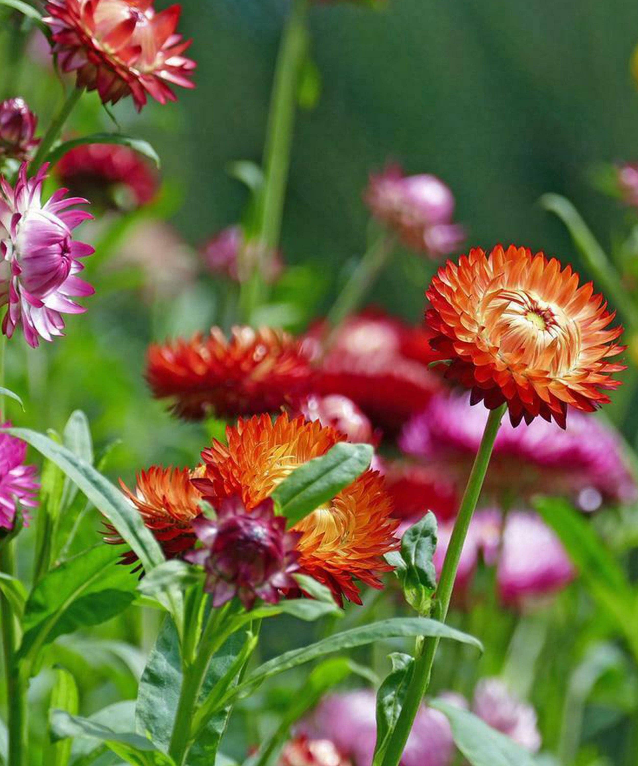 Herboo – wholesale Plant seeds – Strawflower 'Giants Mixed' Seeds1