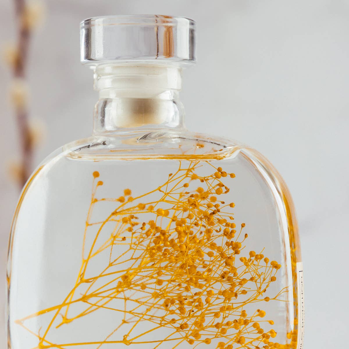 Theophile Berthon – wholesale Levande växt – Herbariumkapsel - Safrankärleksört nedsänkt växt5