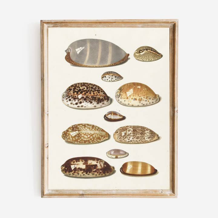 Cowry Shells Art Print for wholesale by Sea to Skye
