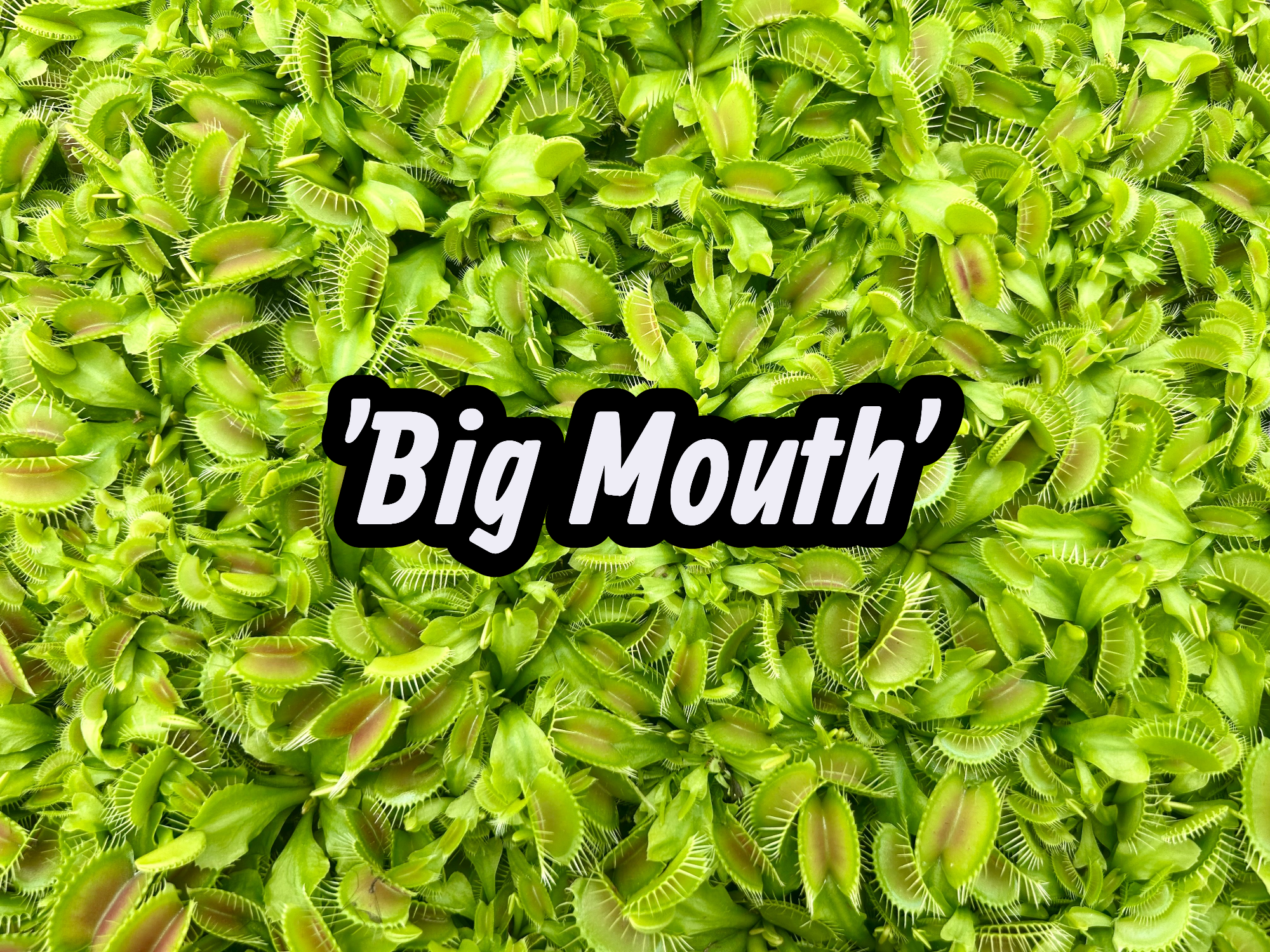 Flori-Design, Inc. - Wholesale Live Plant - 98 Cell Pack Venus Fly Traps - Liners0