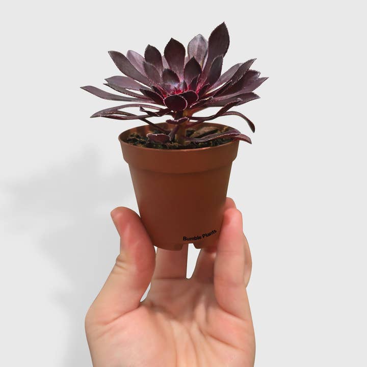 Aeonium Black Rose 'Arboreum Zwartkop' and other Purchase Wholesale aemilius. Free Returns & Net 60 Terms on Faire trending on Faire.