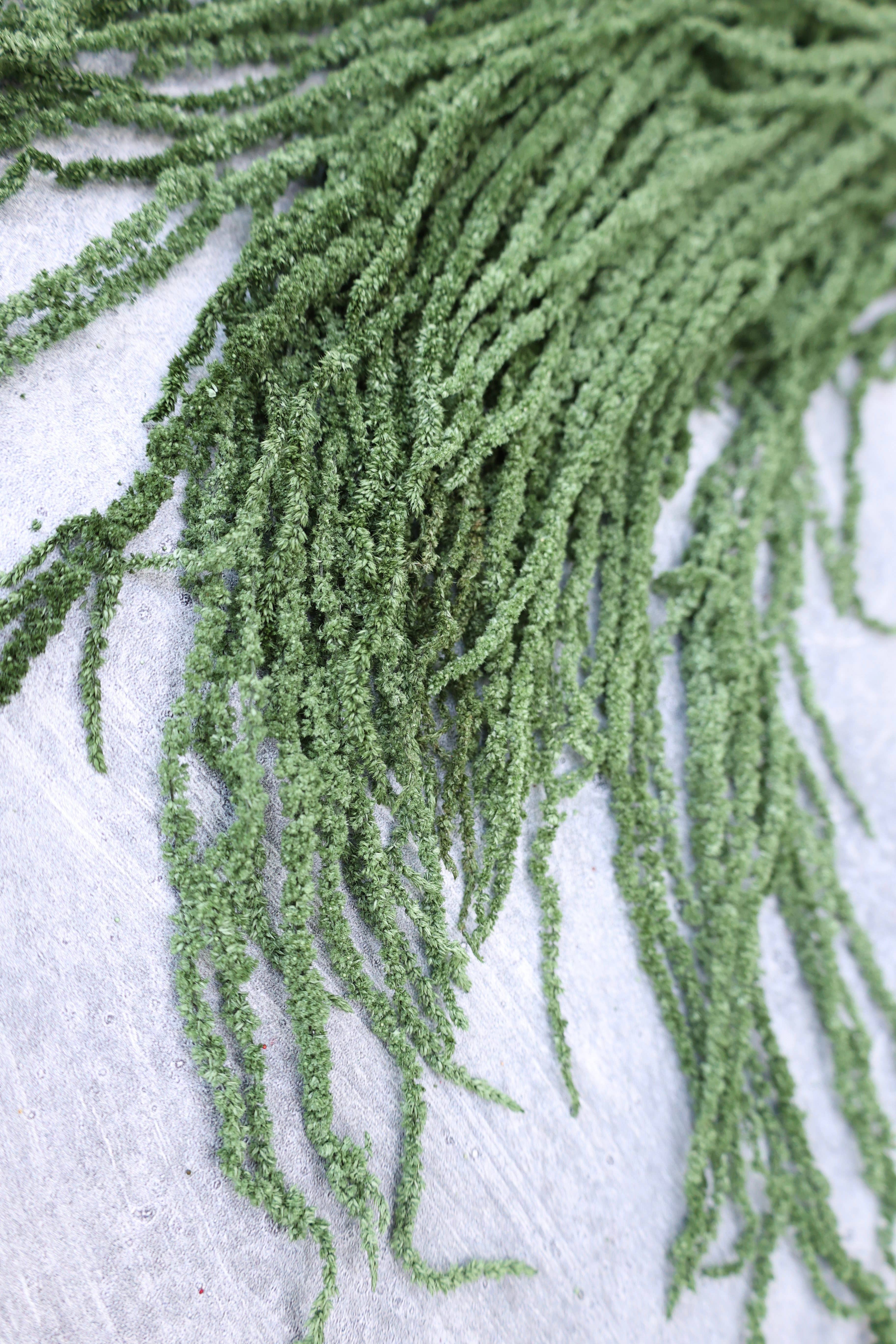 FlowerFantaSee – Großhandel Getrocknete/gepresste Blumen – Konservierter Amaranthus9