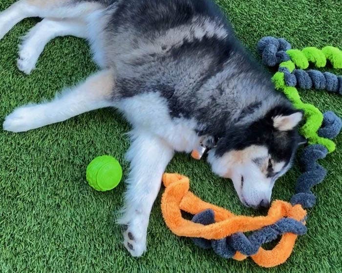 Cycle Dog – wholesale Mjukisdjur - Hund – Cycle Dog Duraplush stretch- och dragleksak för hundar4