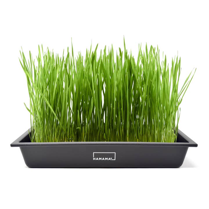 Cat Grass Microgreen Growing Kit for wholesale by Hamama