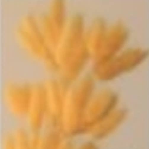 Honeybee and Blossom - Wholesale Dried/pressed flowers - Dried bunny tails5