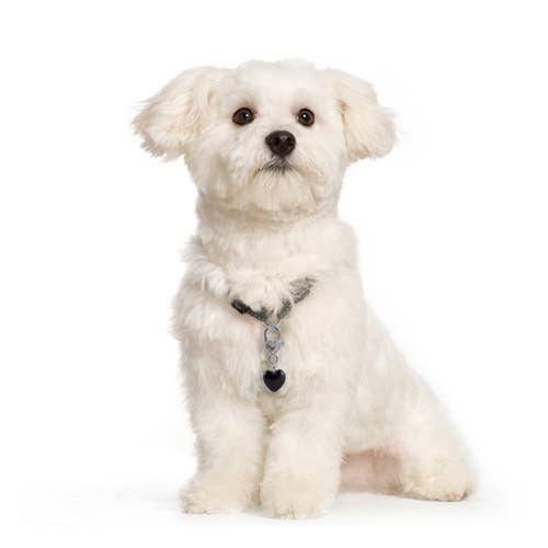 Crystal Pet Love - Wholesale Pet Collar Charm - Cat/Dog - Clarity Black Obsidian Pet Pendant for Crystal Support1