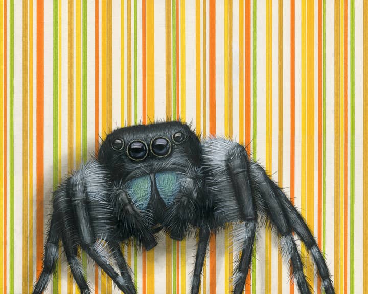 Emily Uchytil - Wholesale Art Print - Jumping Spider - Fine Art Print - Insect Illustration0