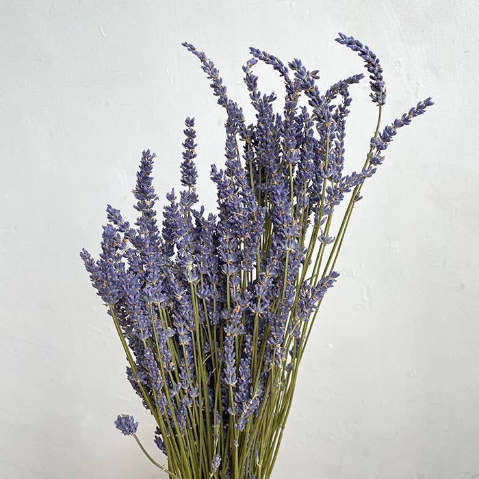 We Dried Our Best - Vendita all'ingrosso Fiori secchi/pressati - Lavanda naturale essiccata, profumata, 45 cm, 100 g