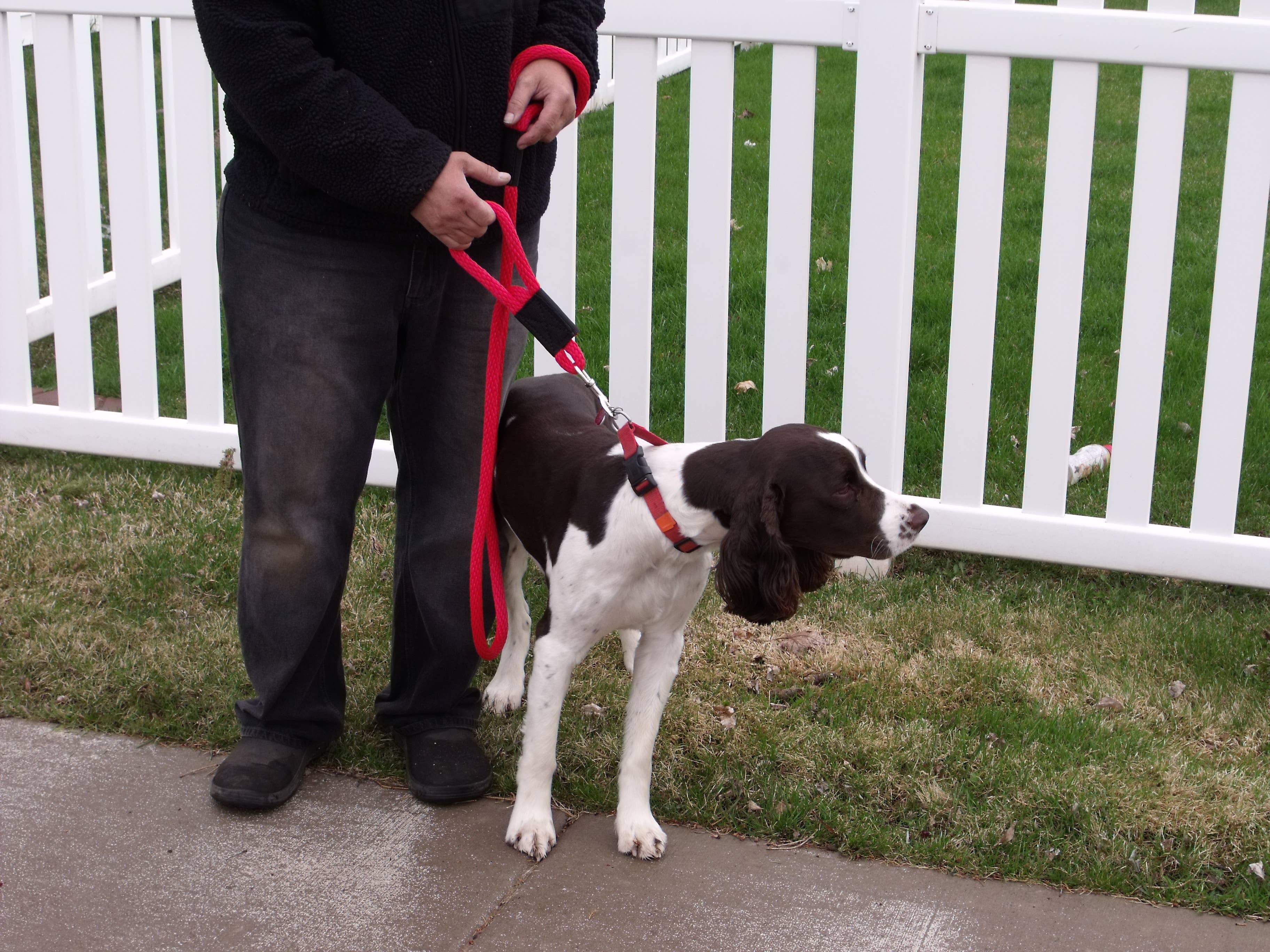 SOFT LINES - Wholesale Pet Leash - Dog - Double Handle Sidewalk Safety Leash2