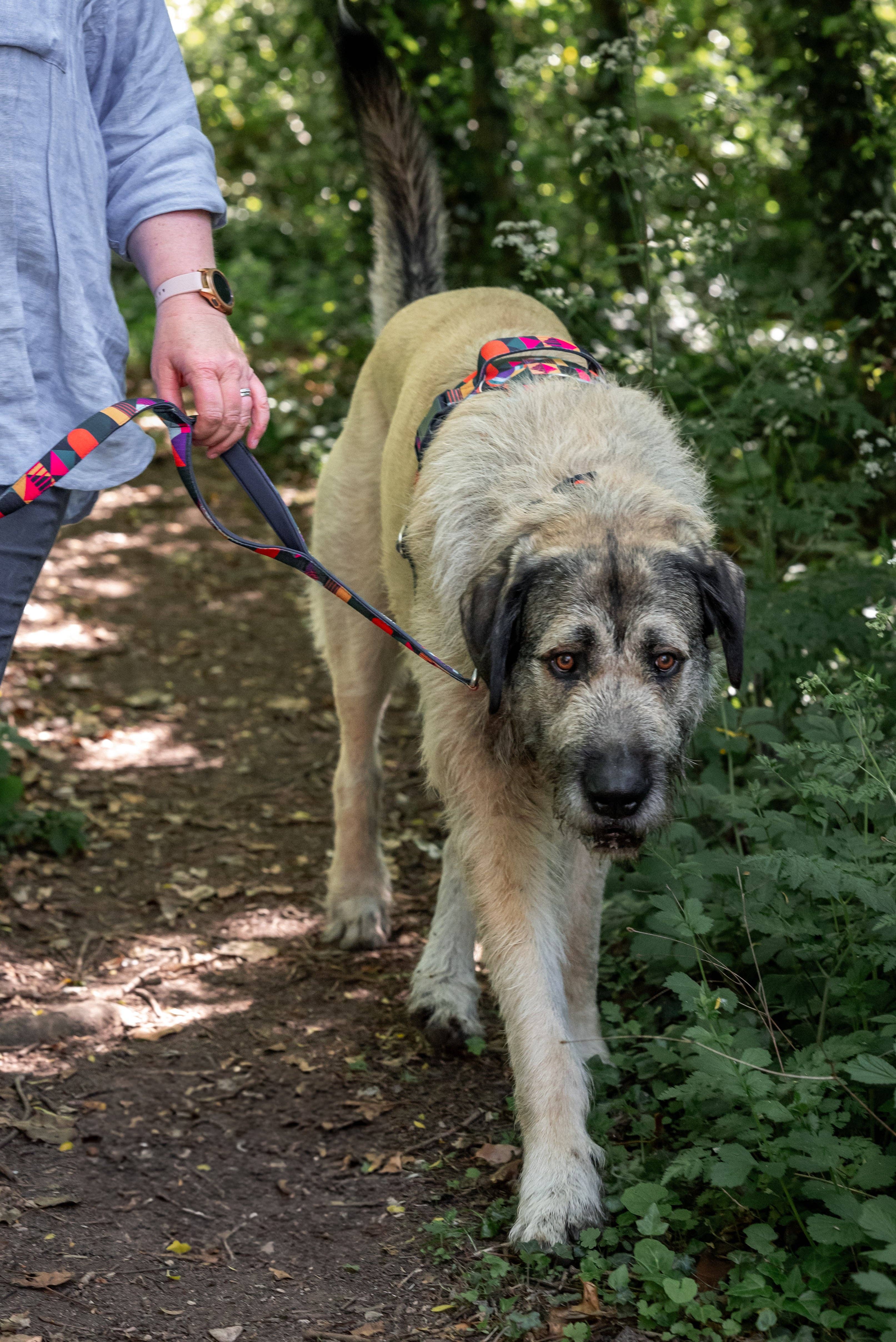 Twiggy Tags – wholesale Pet leash – Dog – Close Control Lead1