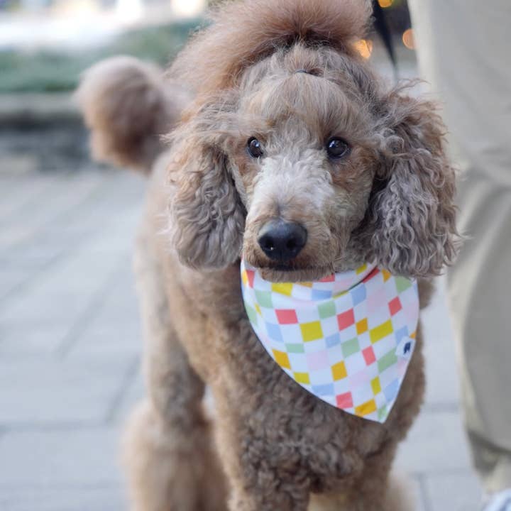 Dog Bandana Co. - Wholesale Pet Bandana - Dog - Popsicle Dog Bandana2