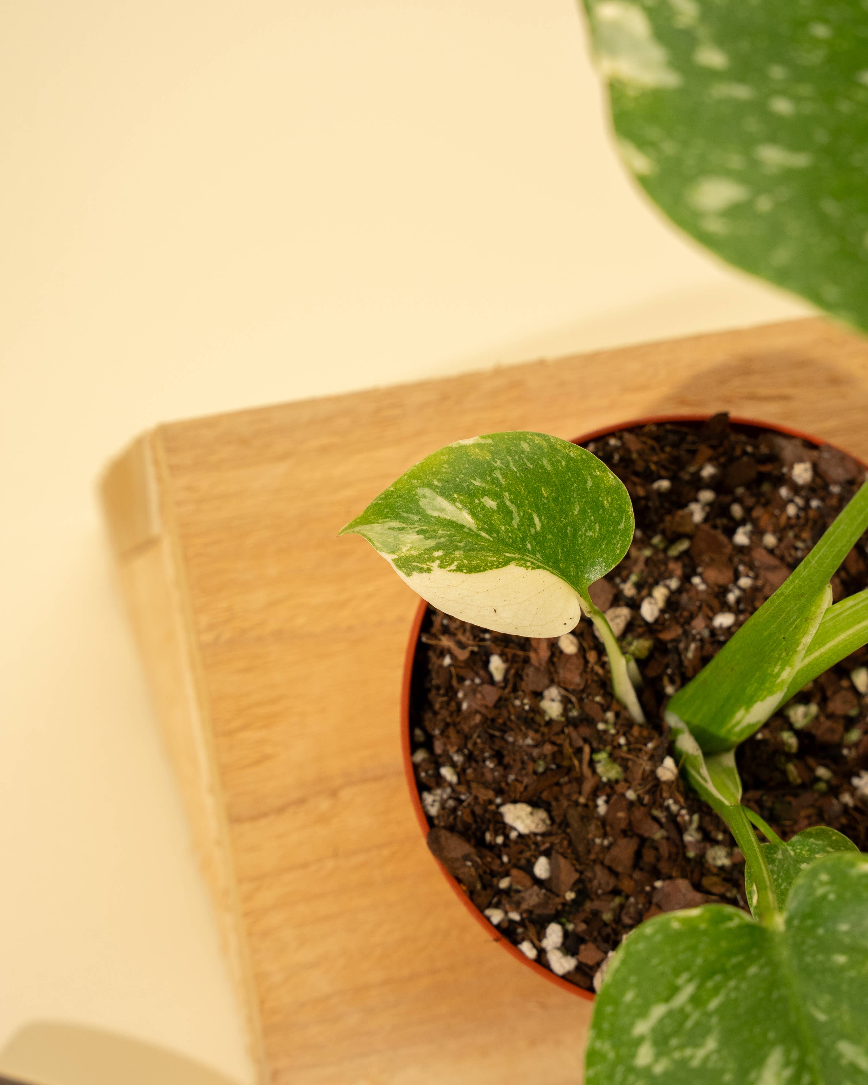 BWH Plant Co - Wholesale Live Plant - 4" Monstera 'Thai Constellation'10