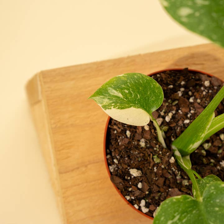 BWH Plant Co - Wholesale Live Plant - 4" Monstera 'Thai Constellation'10