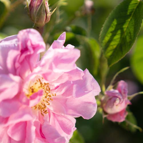 maijuni - Wholesale Face & Body Mist/Water - rosewater6