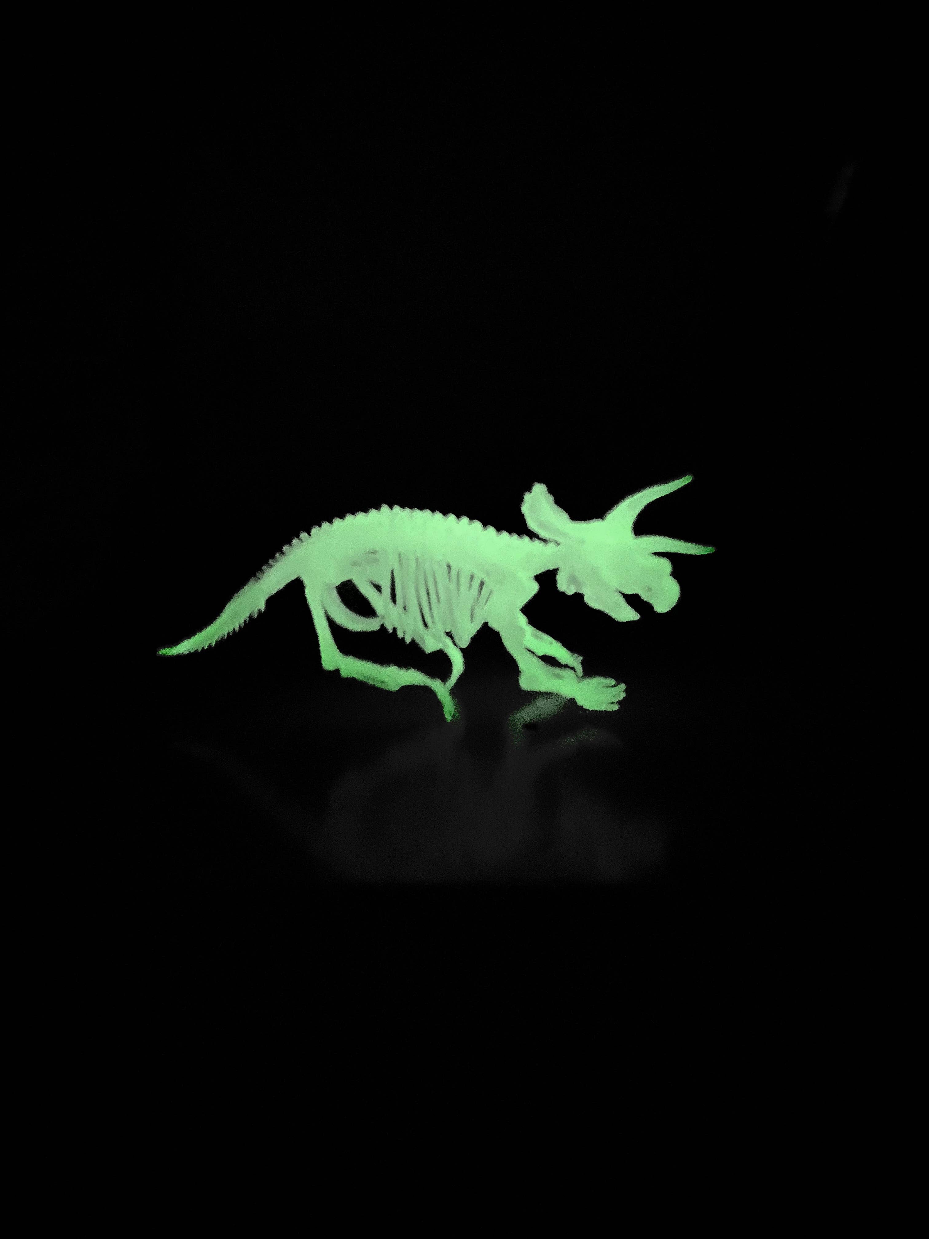 TEDCO Toys - Wholesale Toy Set - Kids - Glow In the Dark Dinosaur Skeleton Models2