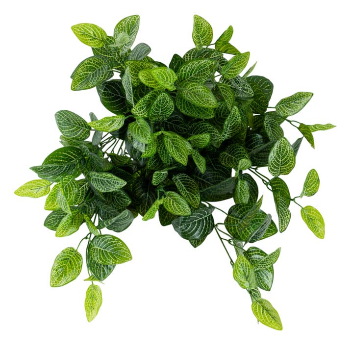 BH104 Plante Nerveuse Rouge Suspendue 23,5" H PK 2 pour la vente par Myrians Home Decor